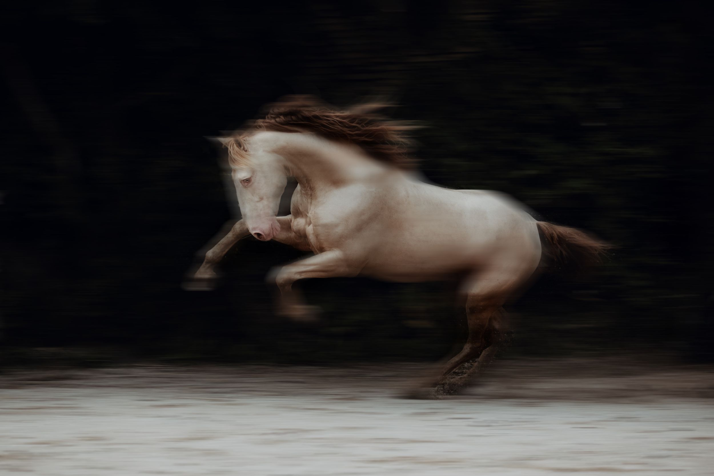 A white horse leaps dynamically captured with motion blur against a dark background.