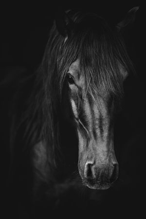 Dramatic black and white close-up portrait of a dark horse emerging from shadows.