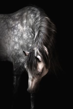 Elegant grey dappled horse with flowing mane bowing its head against black background.