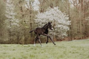 A dark brown foal trots playfully across a green meadow with blooming trees behind.