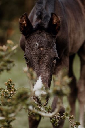 Young dark foal peering through green bushes with a white blaze on its face.