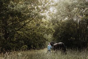A person in blue walks beside a dark horse through a sunlit meadow surrounded by tall trees.