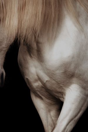 Close-up artistic shot of a white horse muscular hindquarters and flowing mane on black background.