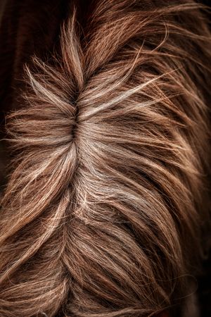 Close-up macro shot of a horse's coat showing detailed chestnut brown fur texture and hair patterns.