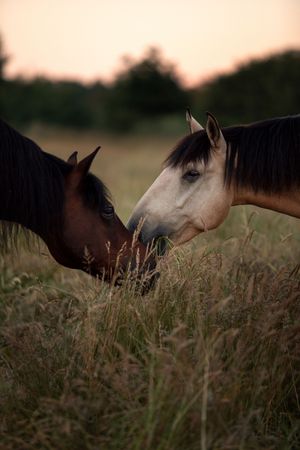 Two horses nuzzling in a field of tall grass at sunset.