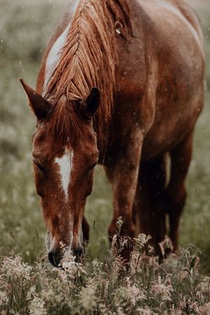 A chestnut horse with a white blaze grazes peacefully in a lush green meadow during a light rain shower.