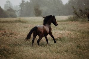 A dark bay horse with flowing mane gallops freely through a misty green meadow surrounded by trees.