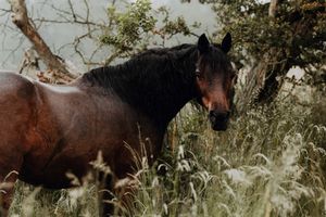 A dark bay horse stands among tall wild grasses and trees in a serene natural outdoor setting.