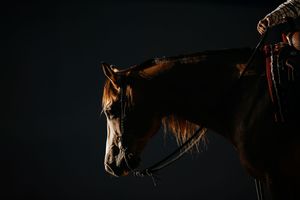 A dramatic silhouette of a brown horse with a rider against a dark background, illuminated by warm golden rim lighting.