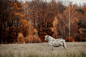 Spotted Appaloosa pony standing in a meadow with colorful autumn trees in the background.