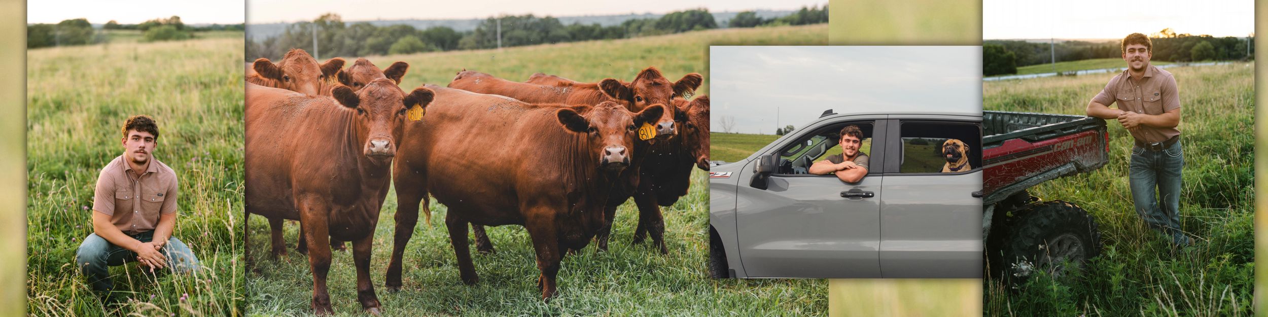 Red Angus cattle grazing in a green field with a farmer and a pickup truck on a rural ranch.