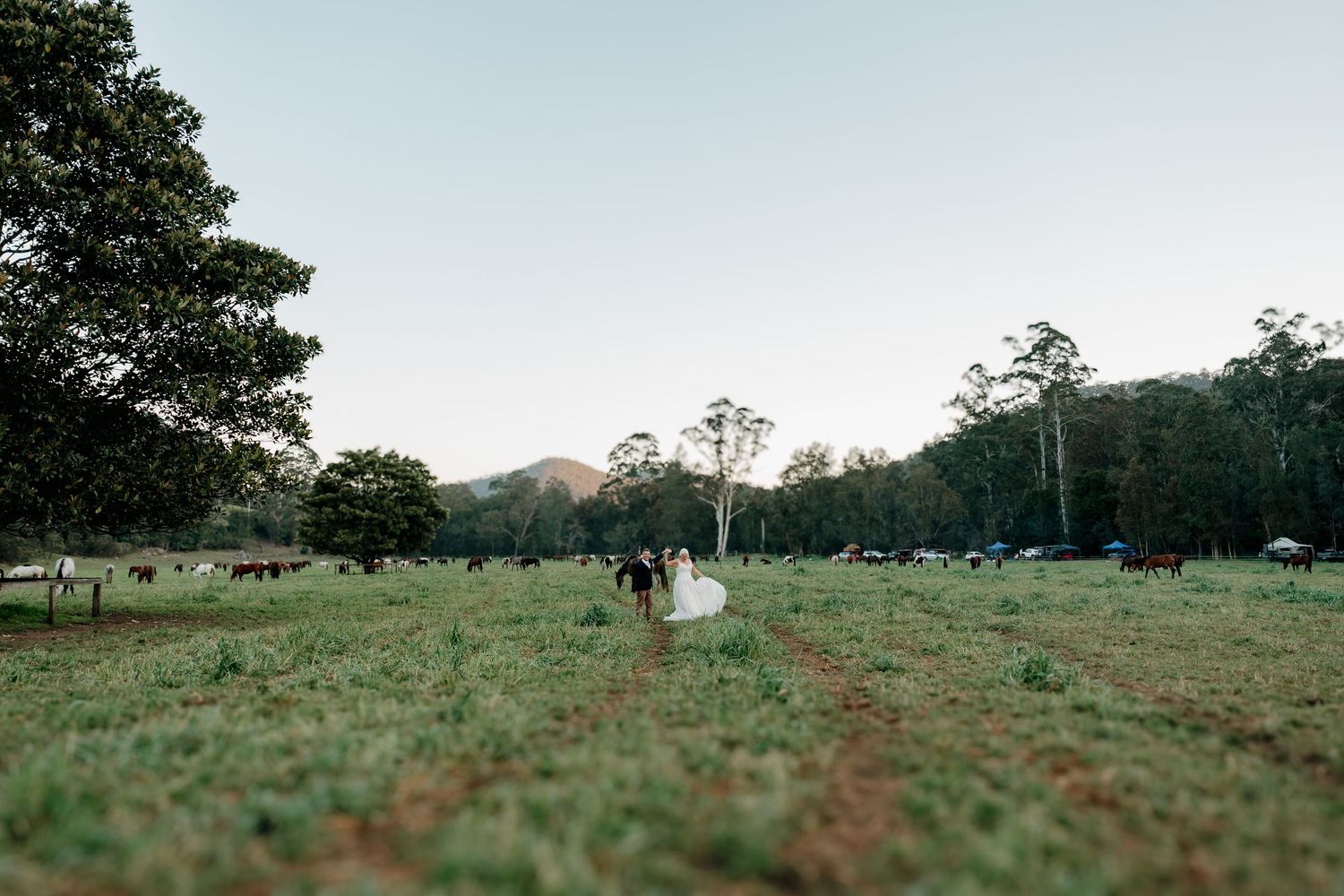 Bride and groom walking through a lush green farm field with cattle grazing and mountains at dusk.