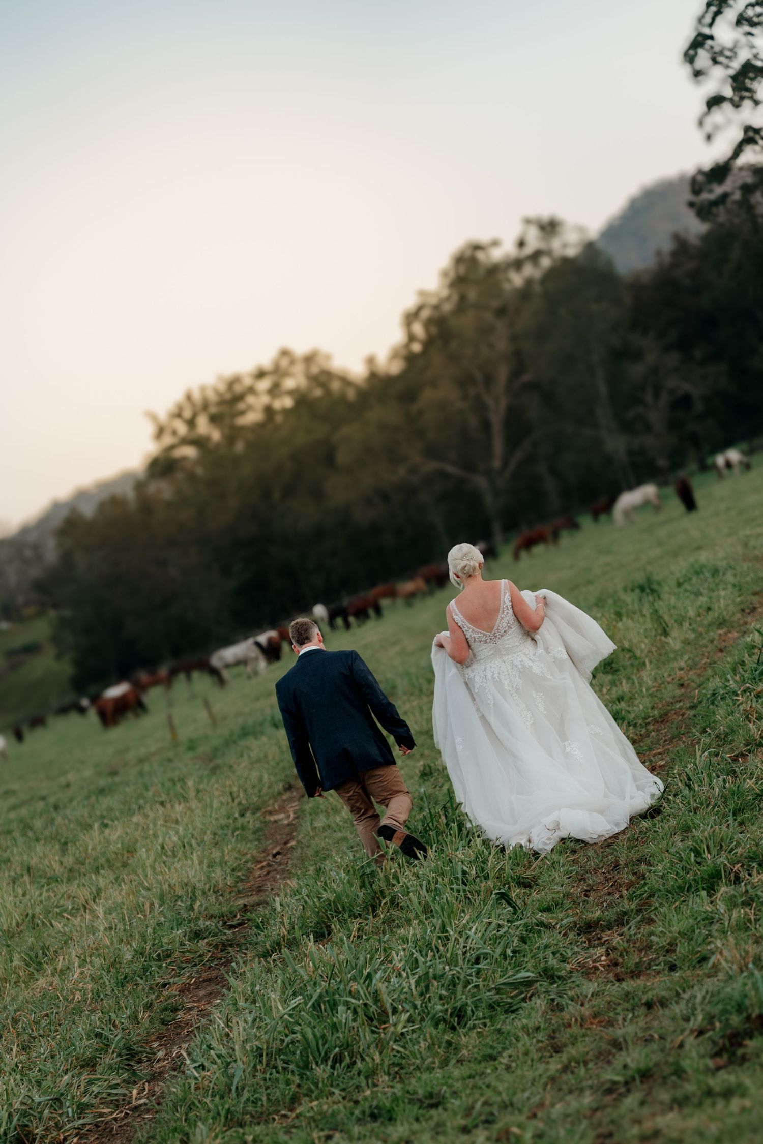 Bride and groom walking through green pasture with cattle at dusk, bride in lace gown, groom in kilt.