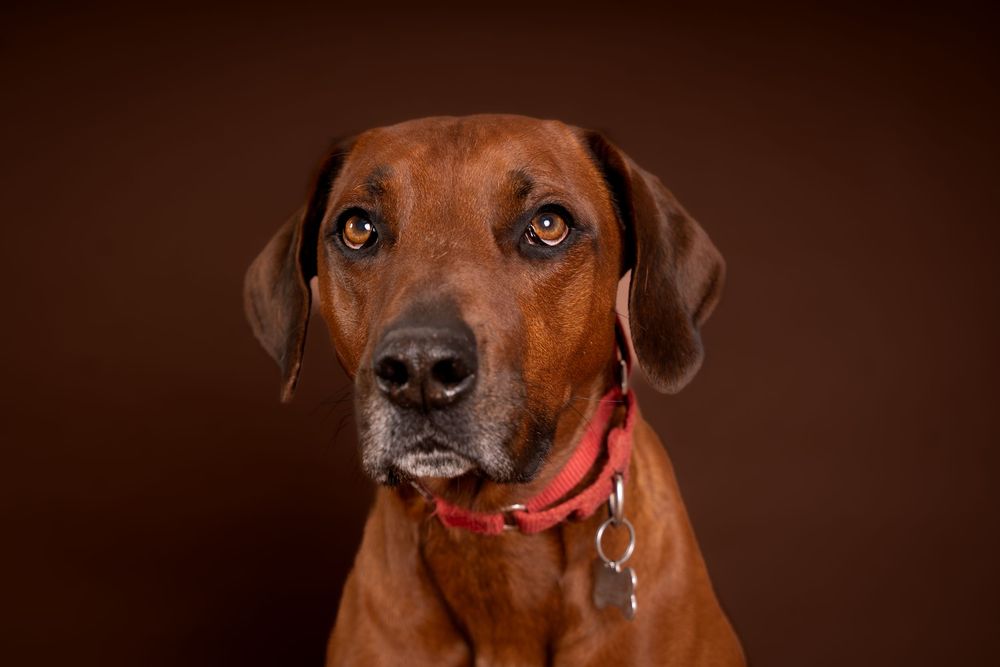 Pet Photography Essex