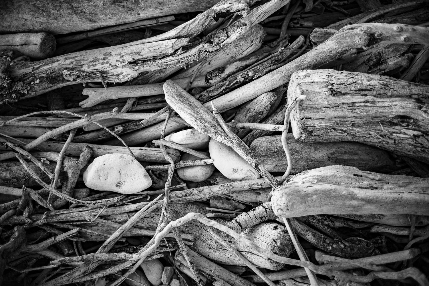 Black-and-white photo of driftwood pieces and smooth stones scattered on a beach shore.