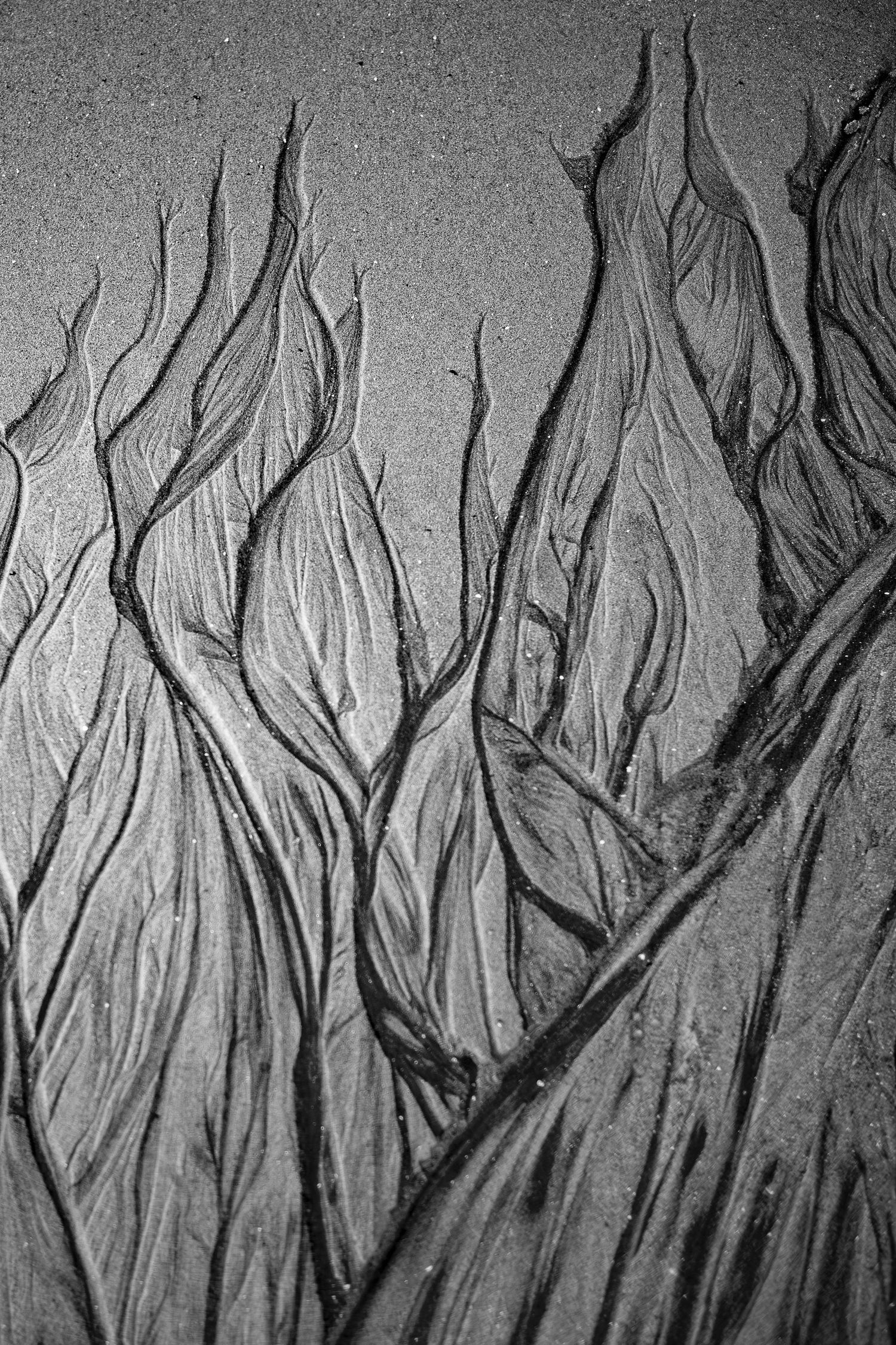 Black-and-white photo of intricate natural sand patterns resembling tree branches and flames on a beach.
