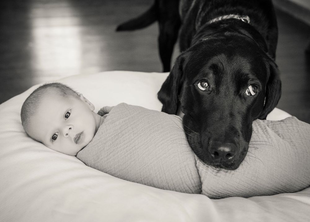 A series of black and white photos showing a sleeping black dog nestled in bed with soft pillows and blankets.
