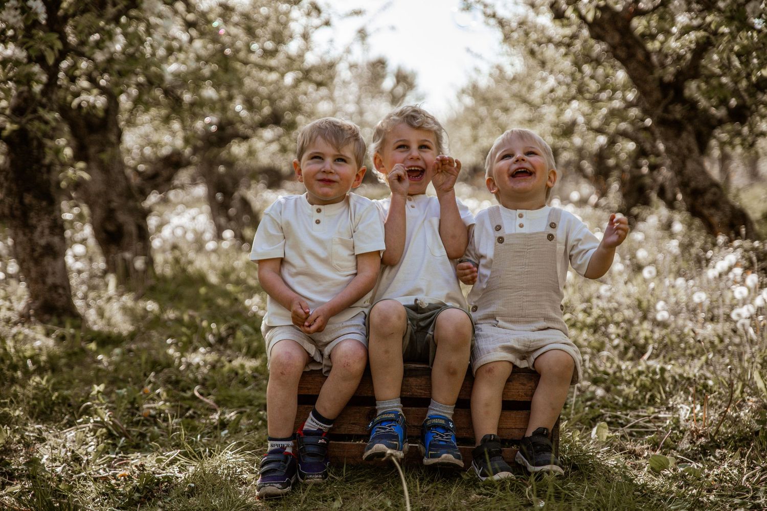 Three little ones sit together laughing in an orchard during golden hour.