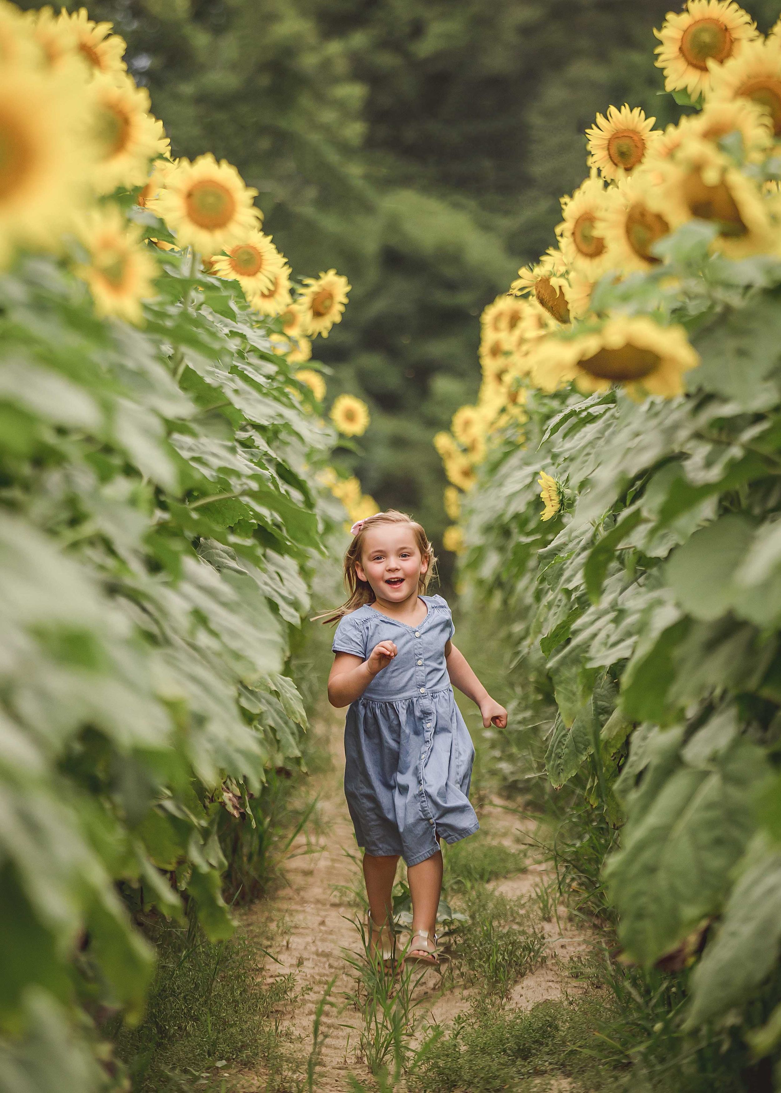 knoxville sunflower photos