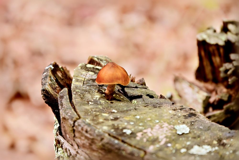 old birch tree with a single little brown mushroom growing atop