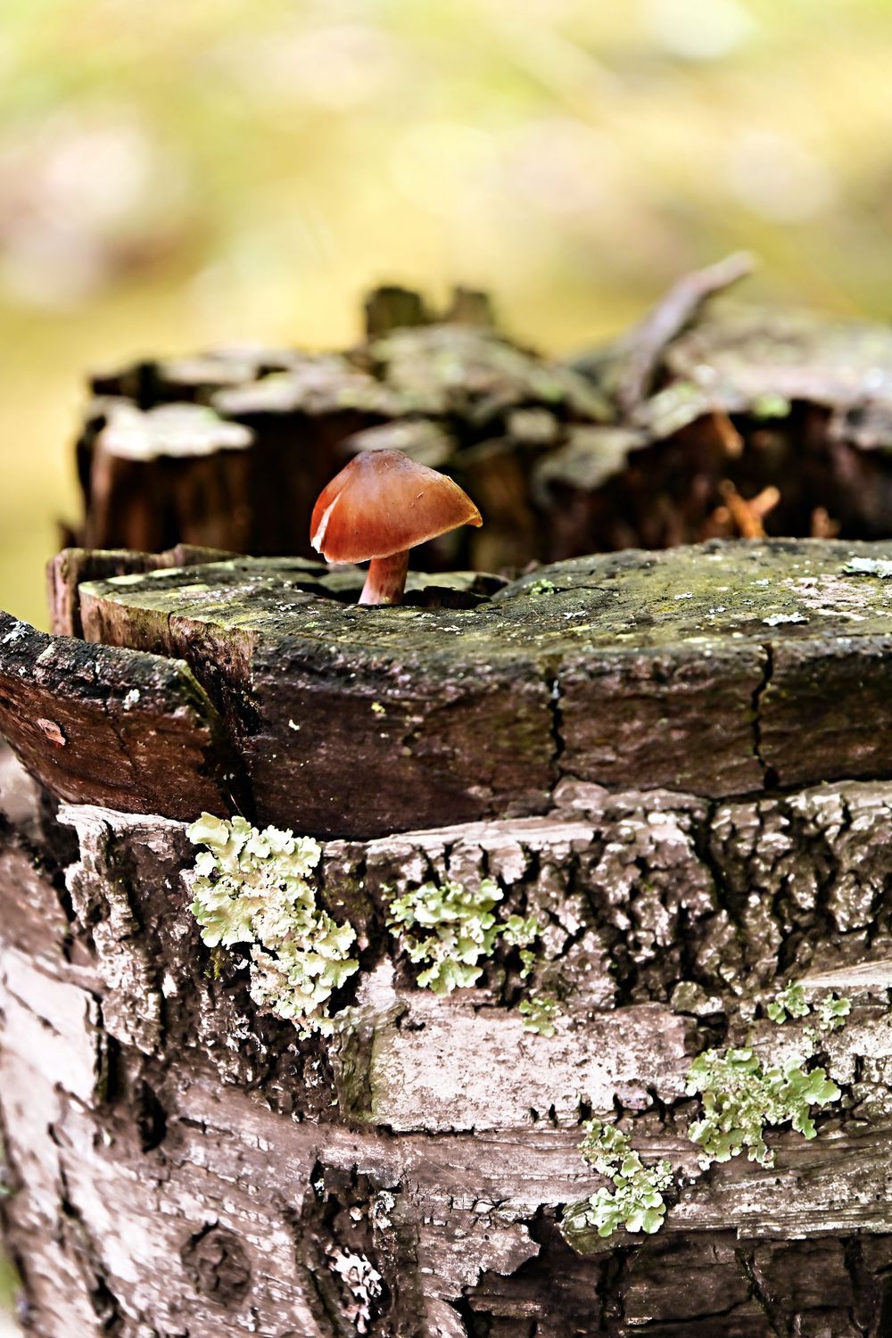 old birch tree with a single little brown mushroom growing atop