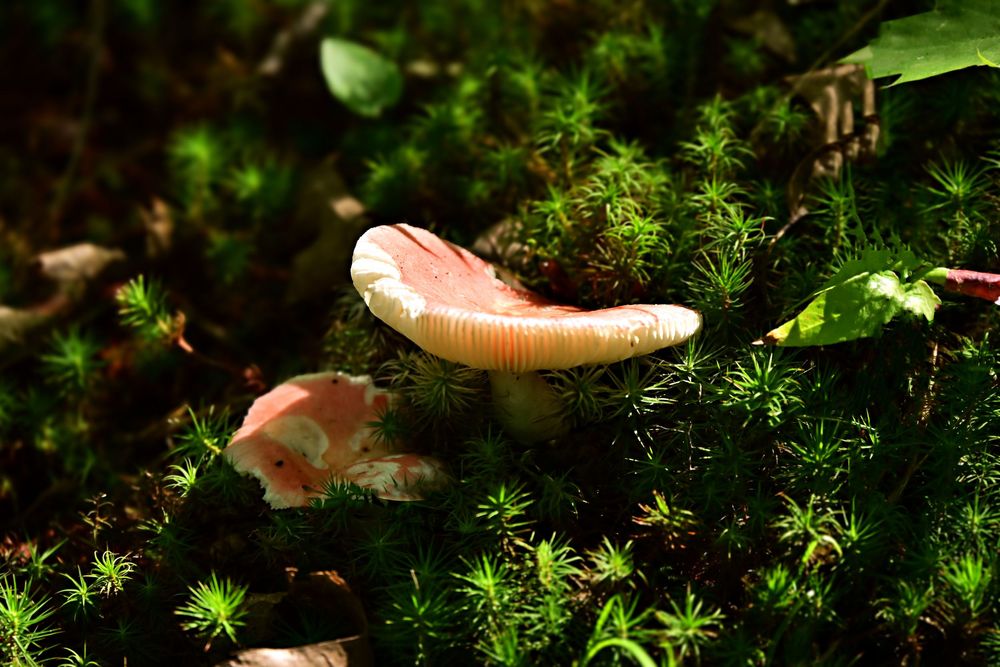 mushrooms in the moss