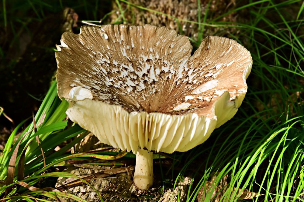 Large Mushroom