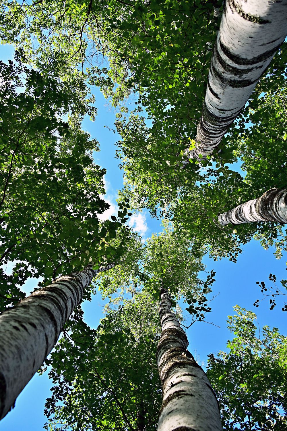 laying on the forest floor looking up to the sky through the leaves of a cluster of birch trees