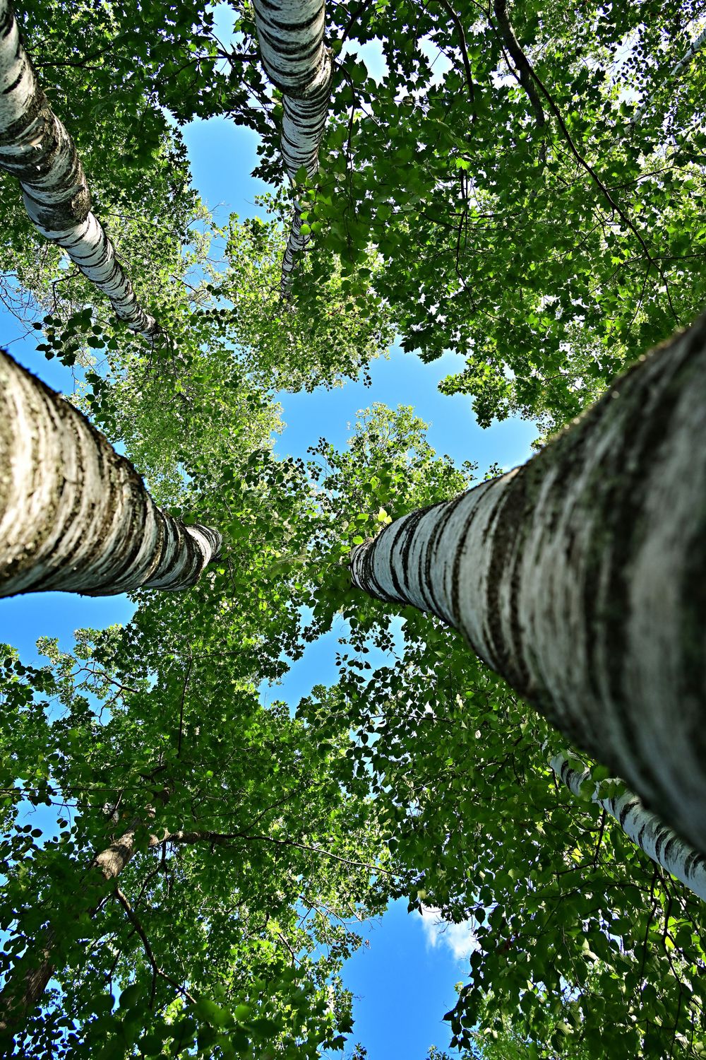 laying on the forest floor looking up to the sky through the leaves of a cluster of birch trees
