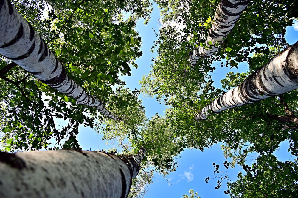 laying on the forest floor looking up to the sky through the leaves of a cluster of birch trees