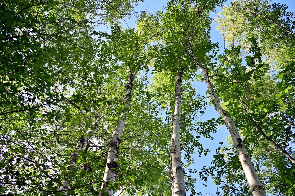 Birch trees