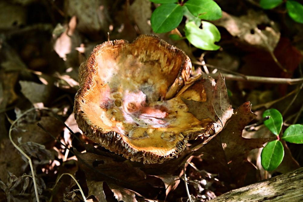 large mushroom with rich earthy colors