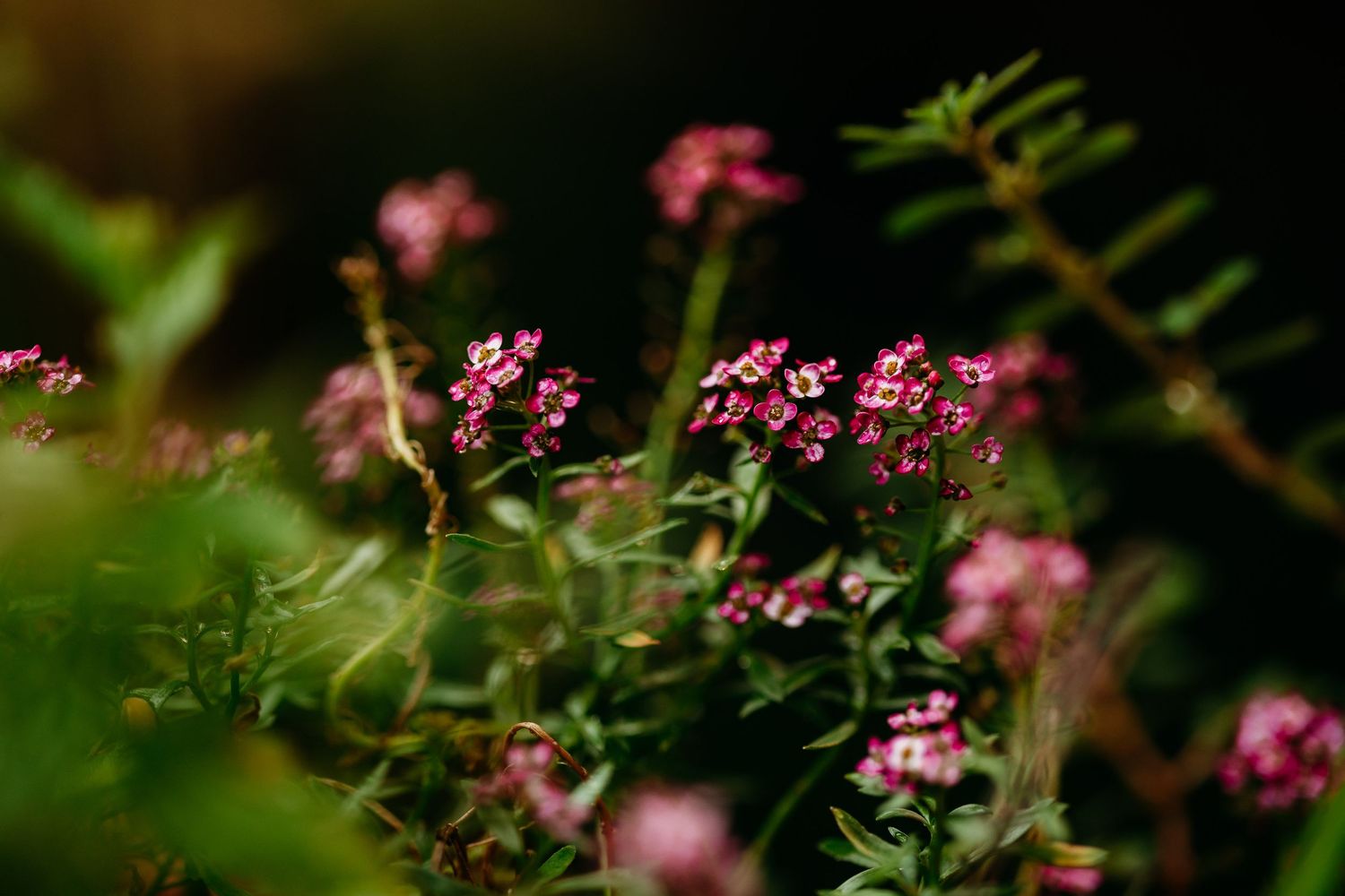 Pink flowers.