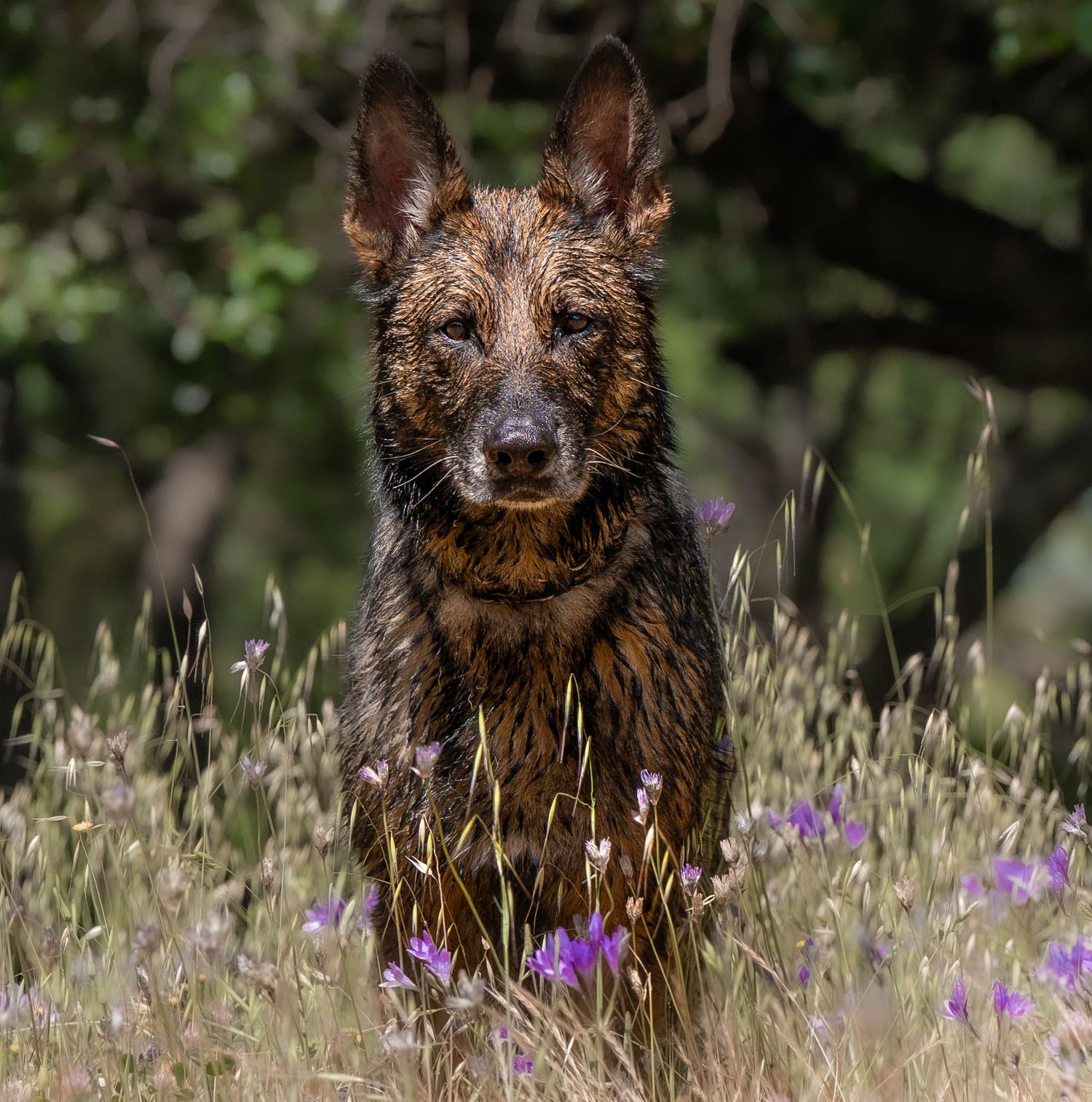 Schutzhund - Land Shark Photography
