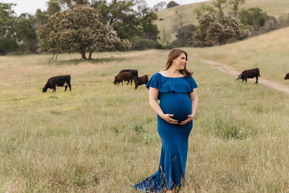 pregnant woman maternity shoot in open field in Sonoma County with cows behind her and green grass. artsy.