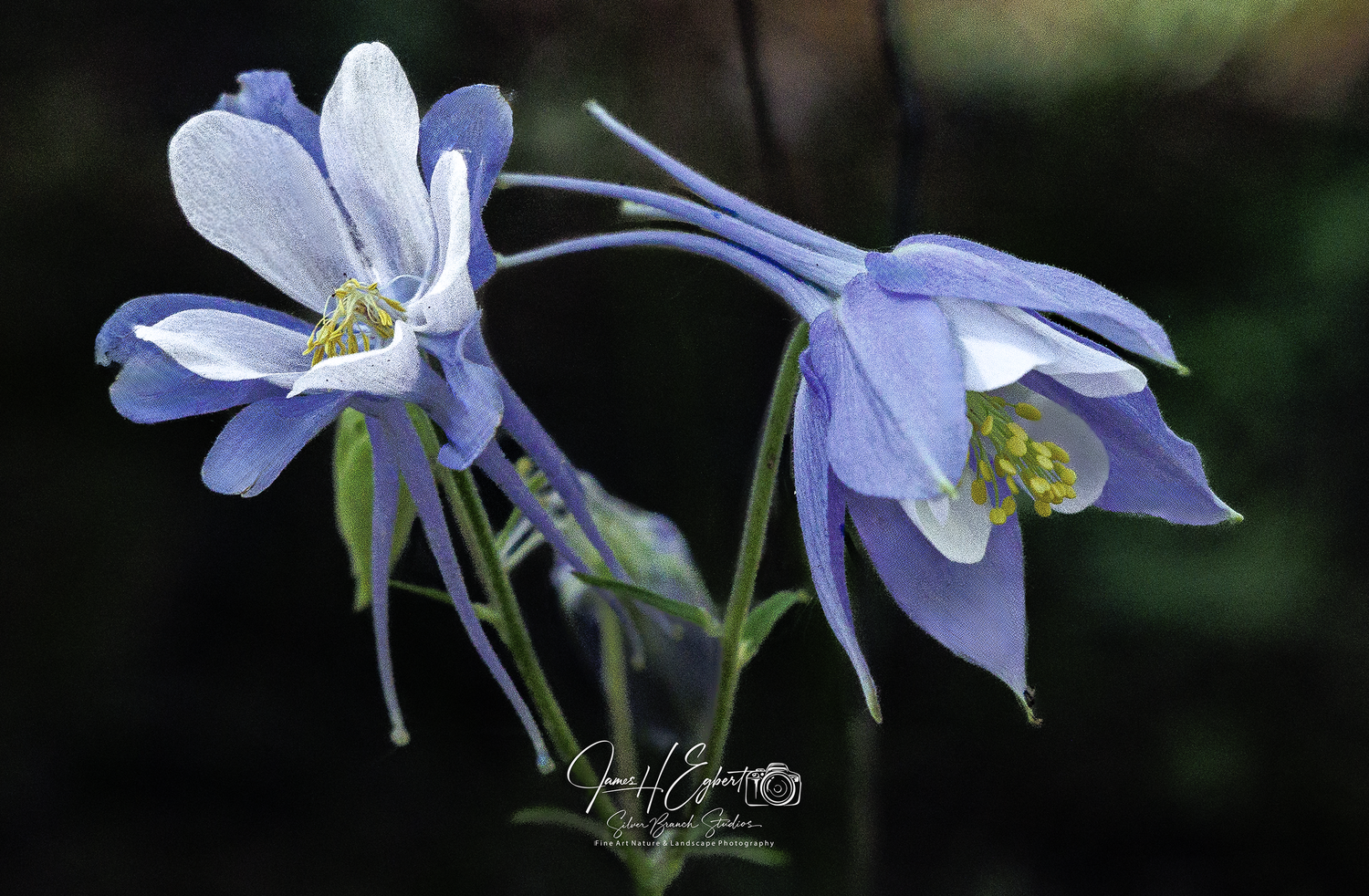 James Egbert's WildflowersGalleryColumbine