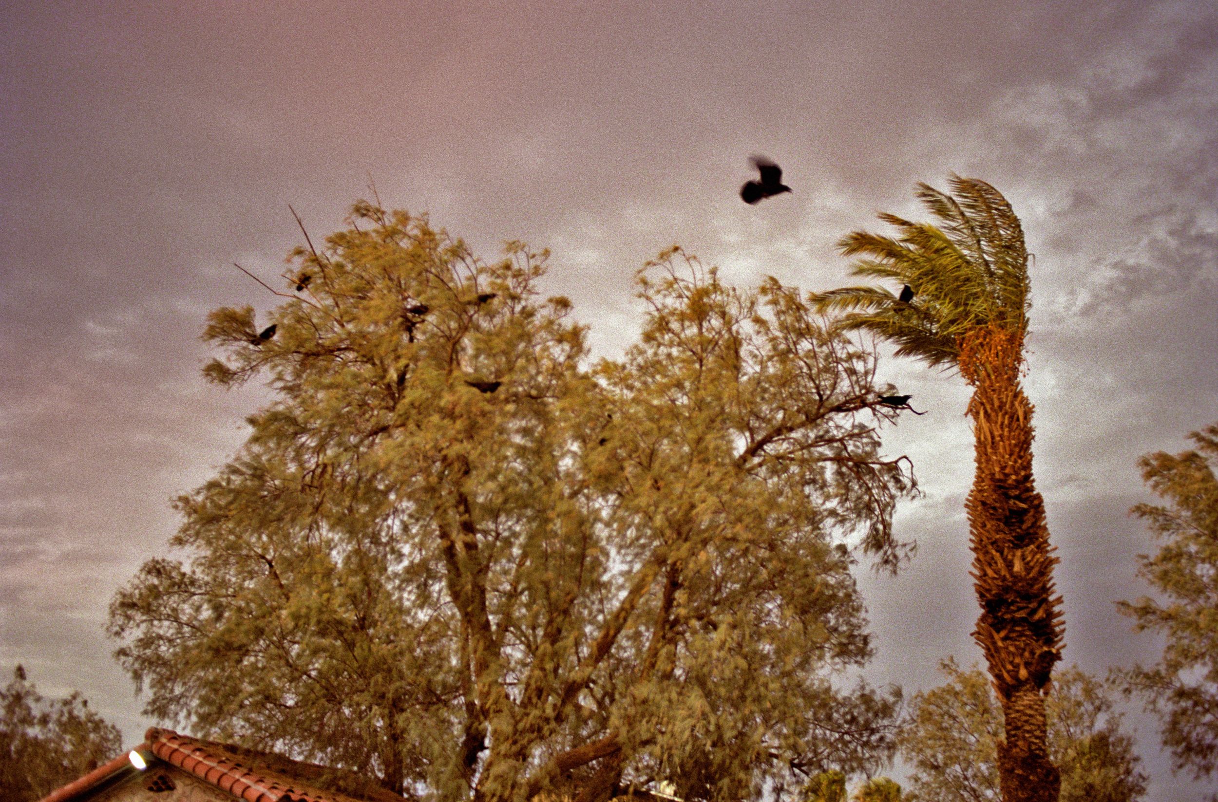 Birds flying over tall trees and a palm tree swaying in the wind under a dramatic cloudy sky.