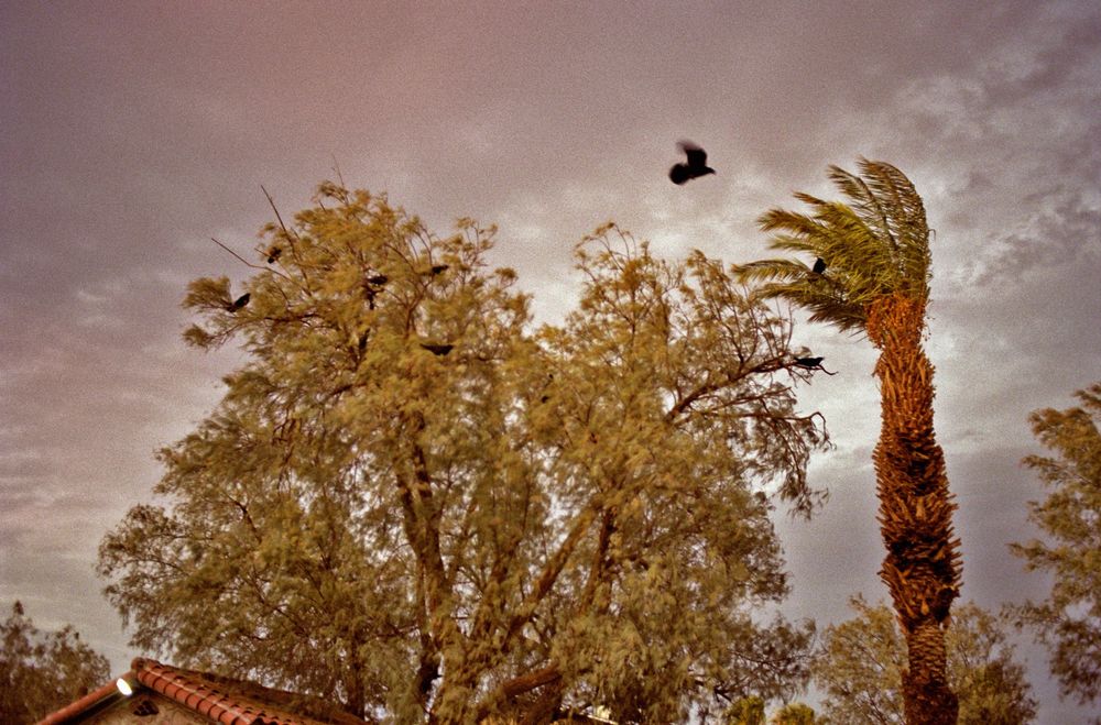 Birds flying over tall trees and a palm tree swaying in the wind under a dramatic cloudy sky.