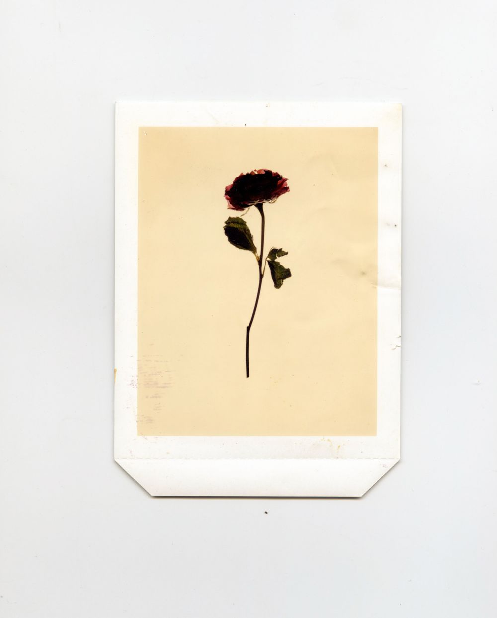 A dried dark red rose pressed on aged cream paper, displayed as a Polaroid-style photograph on white background.