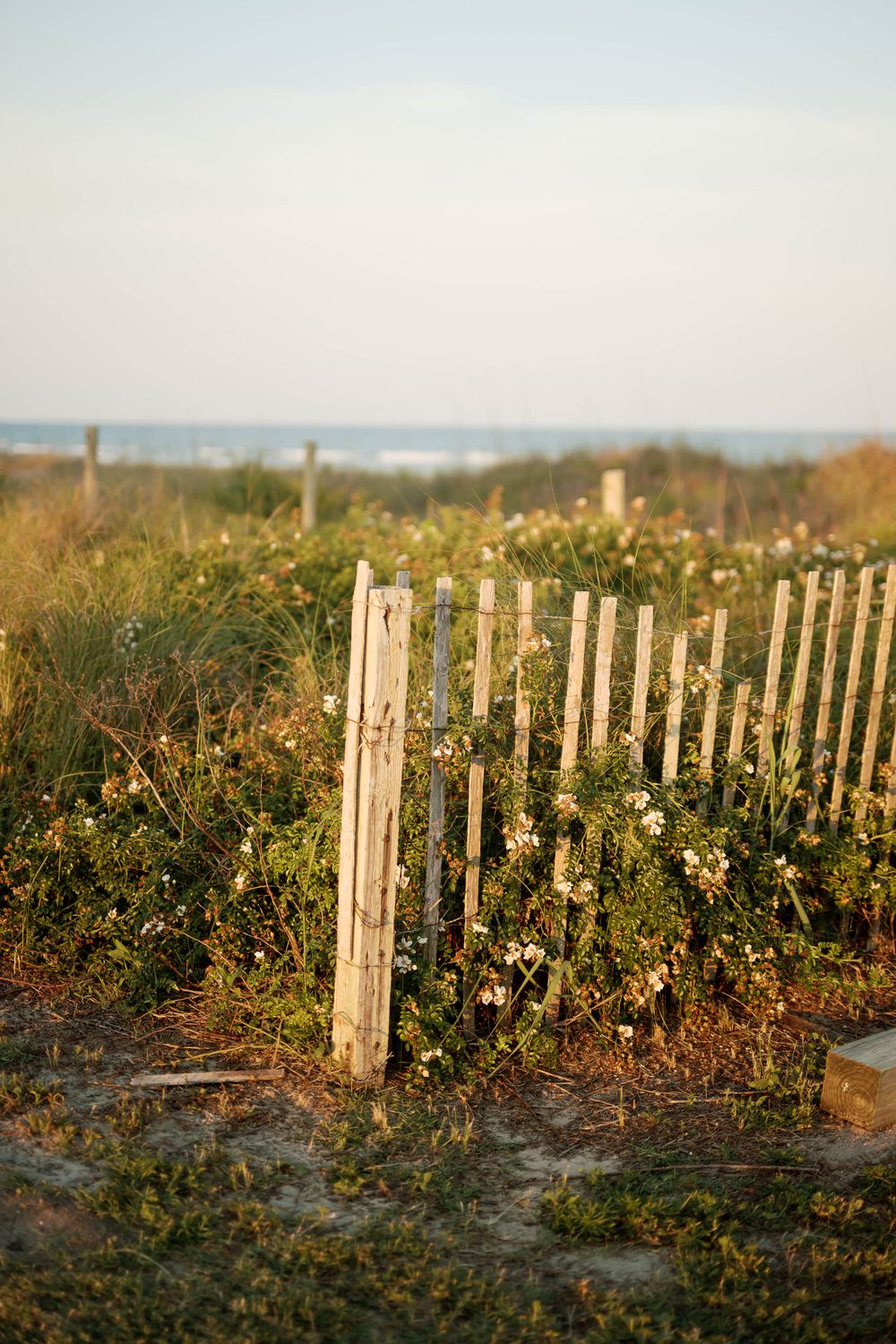 Weathered wooden beach fence with white wildflowers growing through slats, sandy dunes and ocean horizon in background.
