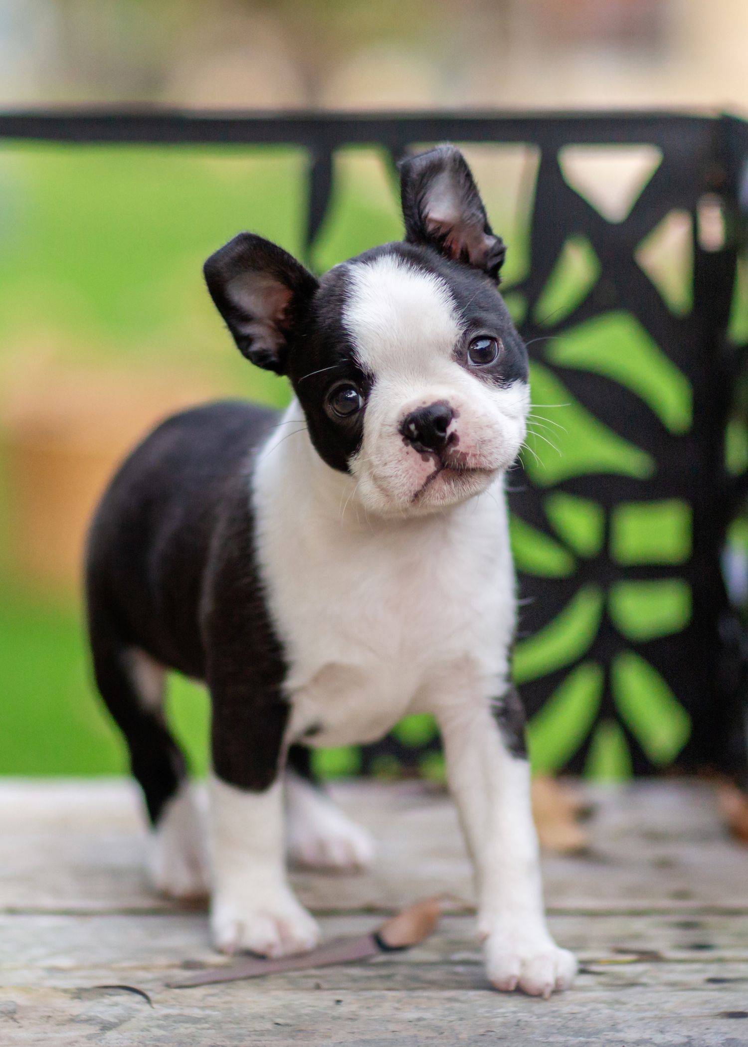 8 week old Boston terrier puppy posing for the camera