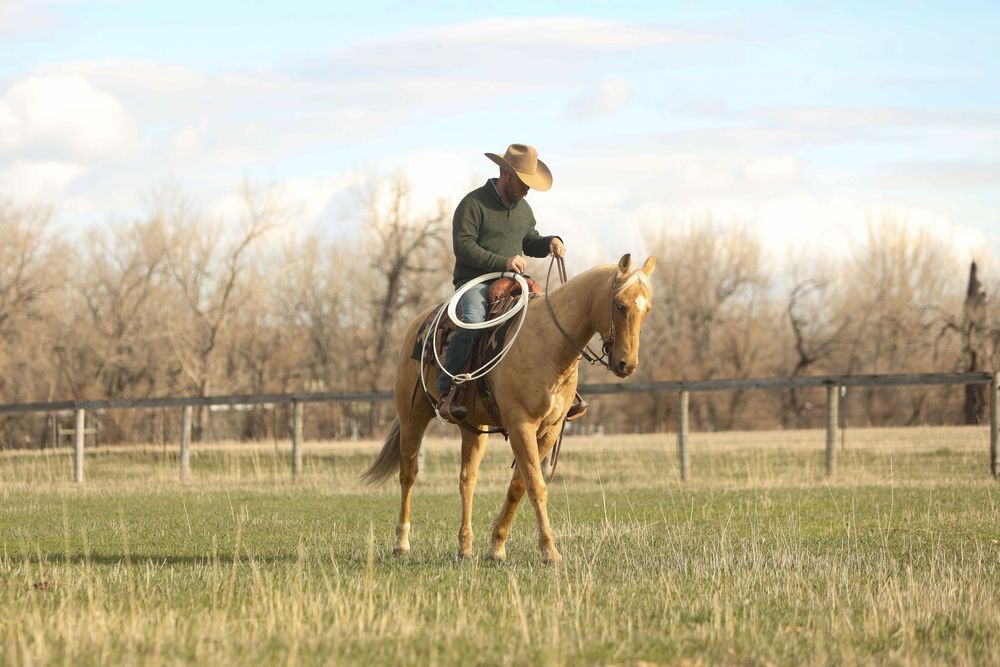Equine Photography