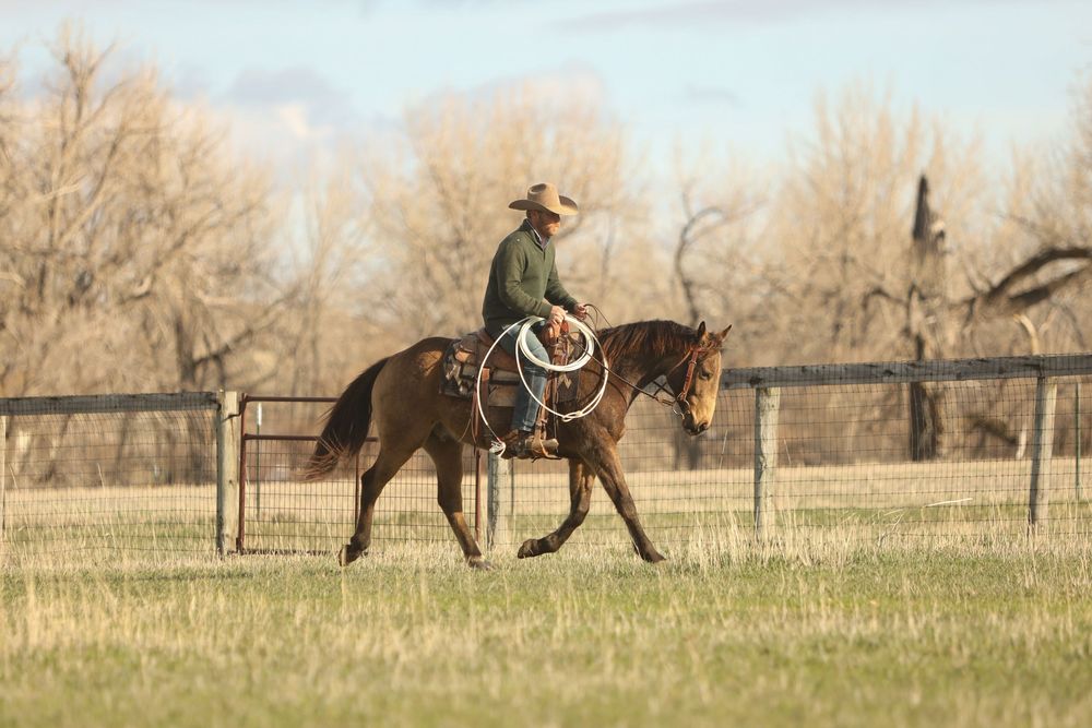 Equine Photography