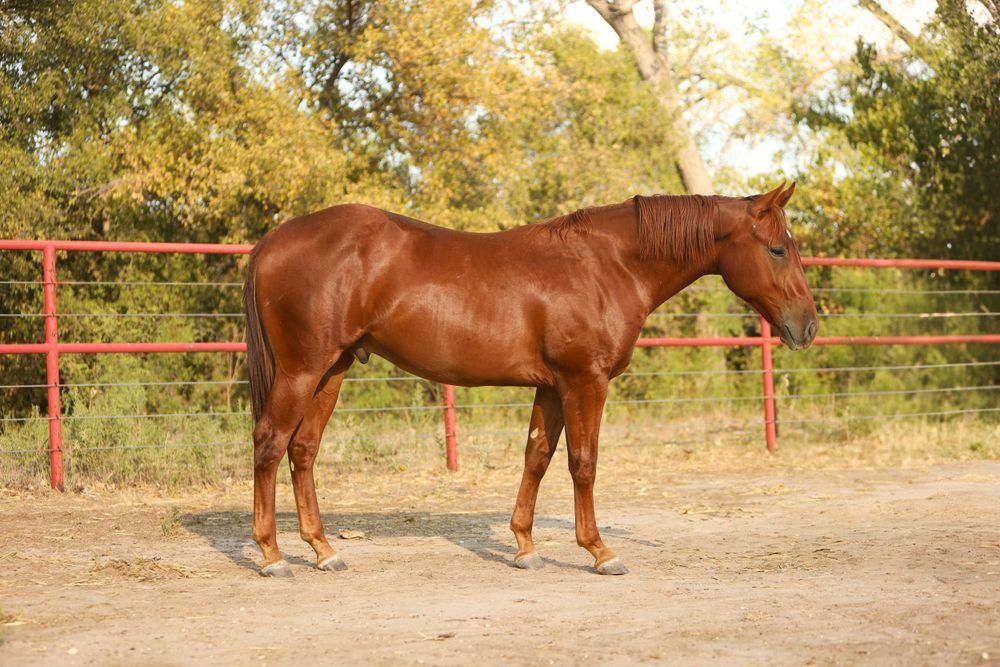 Equine Photography