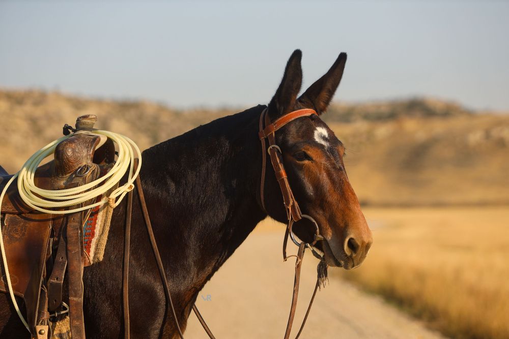 Equine Photography