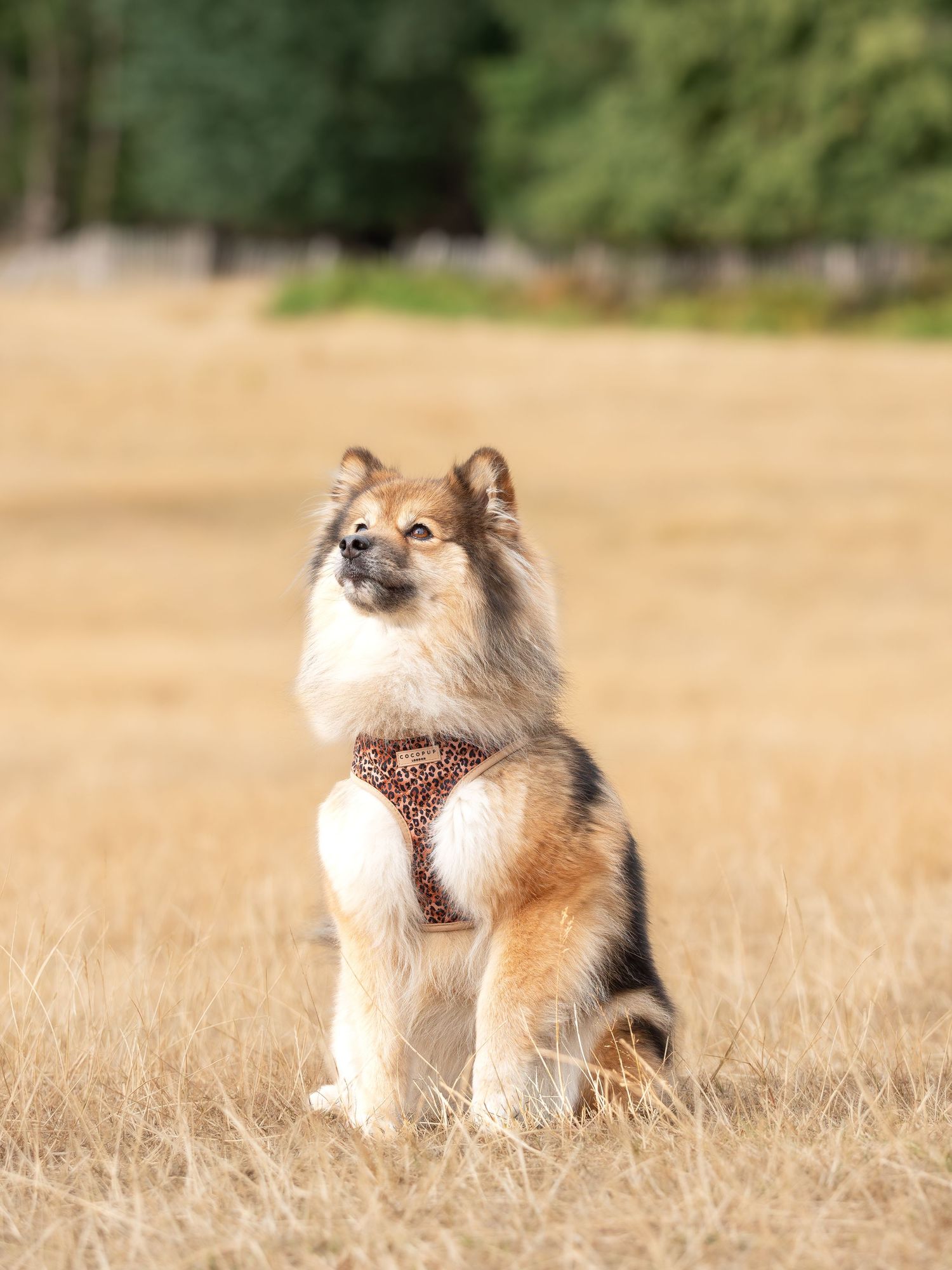 Fluffy tan and black dog in a leopard print harness sits in a dry golden field, gazing upward with trees softly blurred behind.