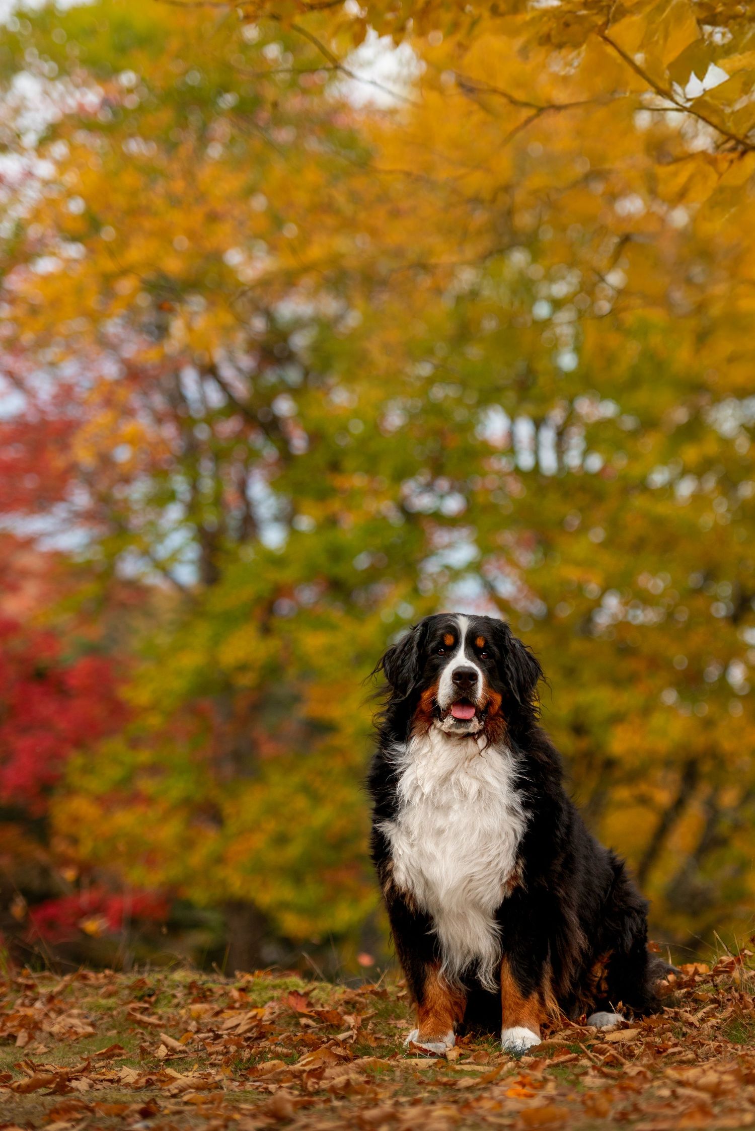 Dog photographed among colorful autumn foliage by Blue Merle Photography