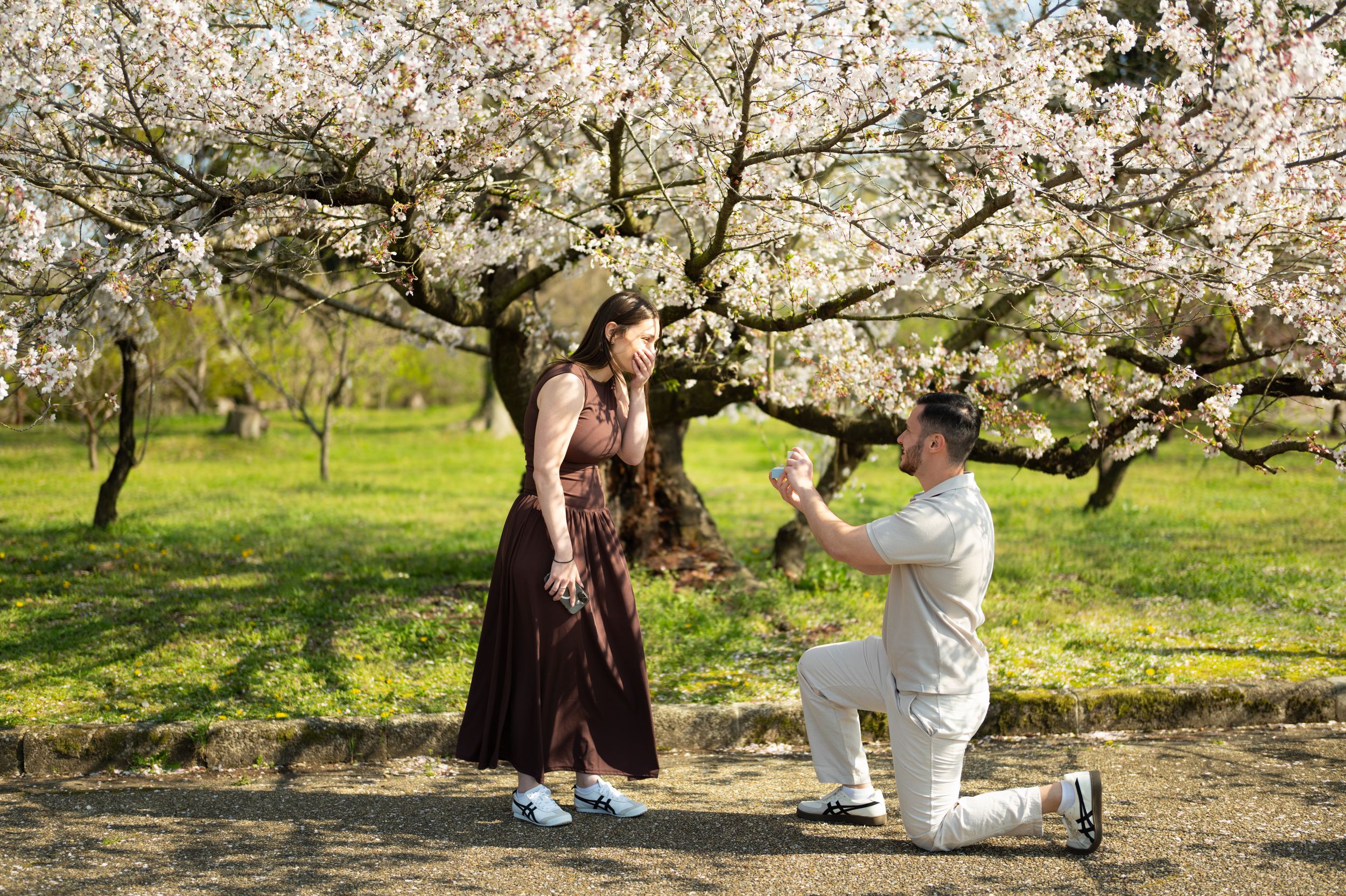 Man in white kneels on one knee proposing to a smiling woman in a long dark dress beneath blooming cherry blossom trees in a sunny park.