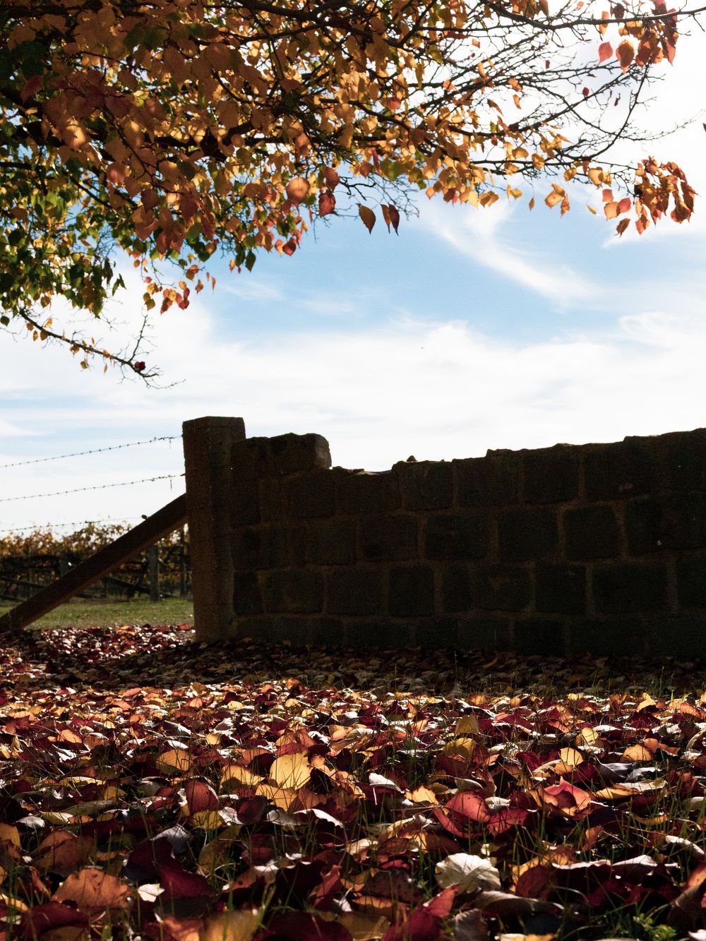 Autumn leaves carpet the ground beneath a tree with colorful foliage, beside a rustic stone wall under a blue sky.