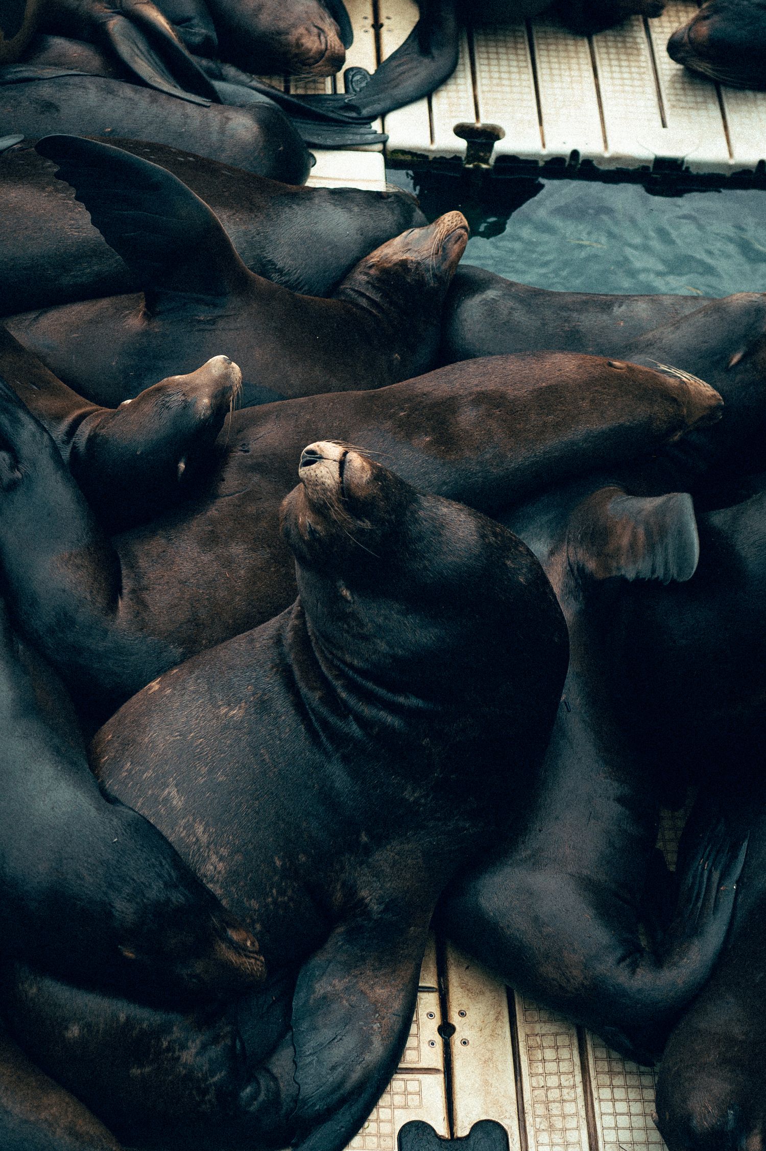 20 best things to do for your Oregon road trip. Sea Lion Docks Lincoln City Oregon Coast Road trip travel photography by Carl James